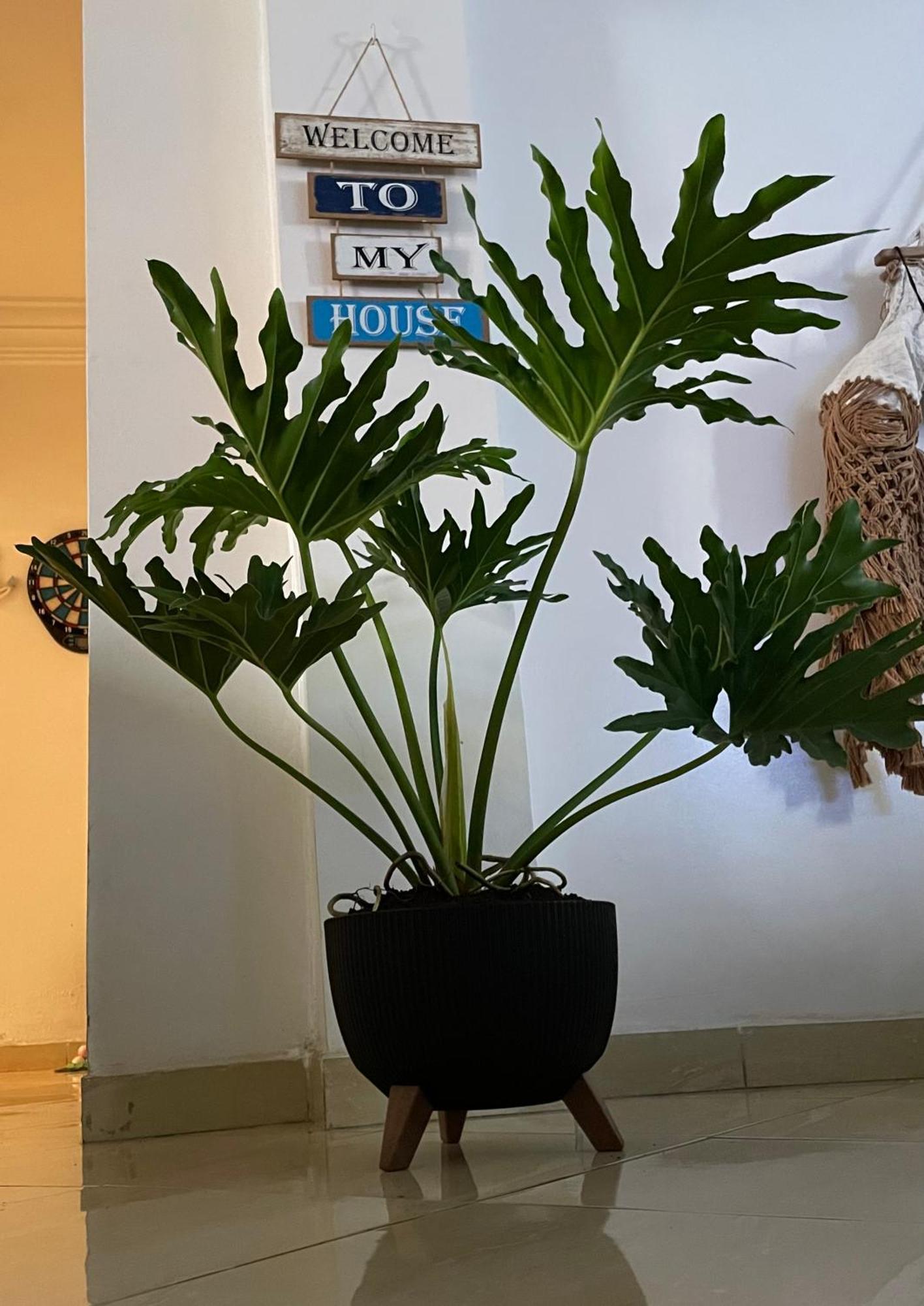 Private Room Casablanca Ngoại thất bức ảnh